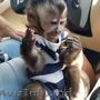 maimuțe capucine dresate în casă care își caută copiii acasă
